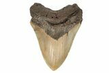 Serrated, Fossil Megalodon Tooth - North Carolina #192871-1